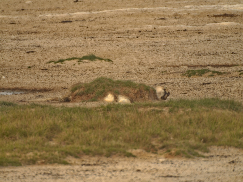 Okaukuejo, Lion